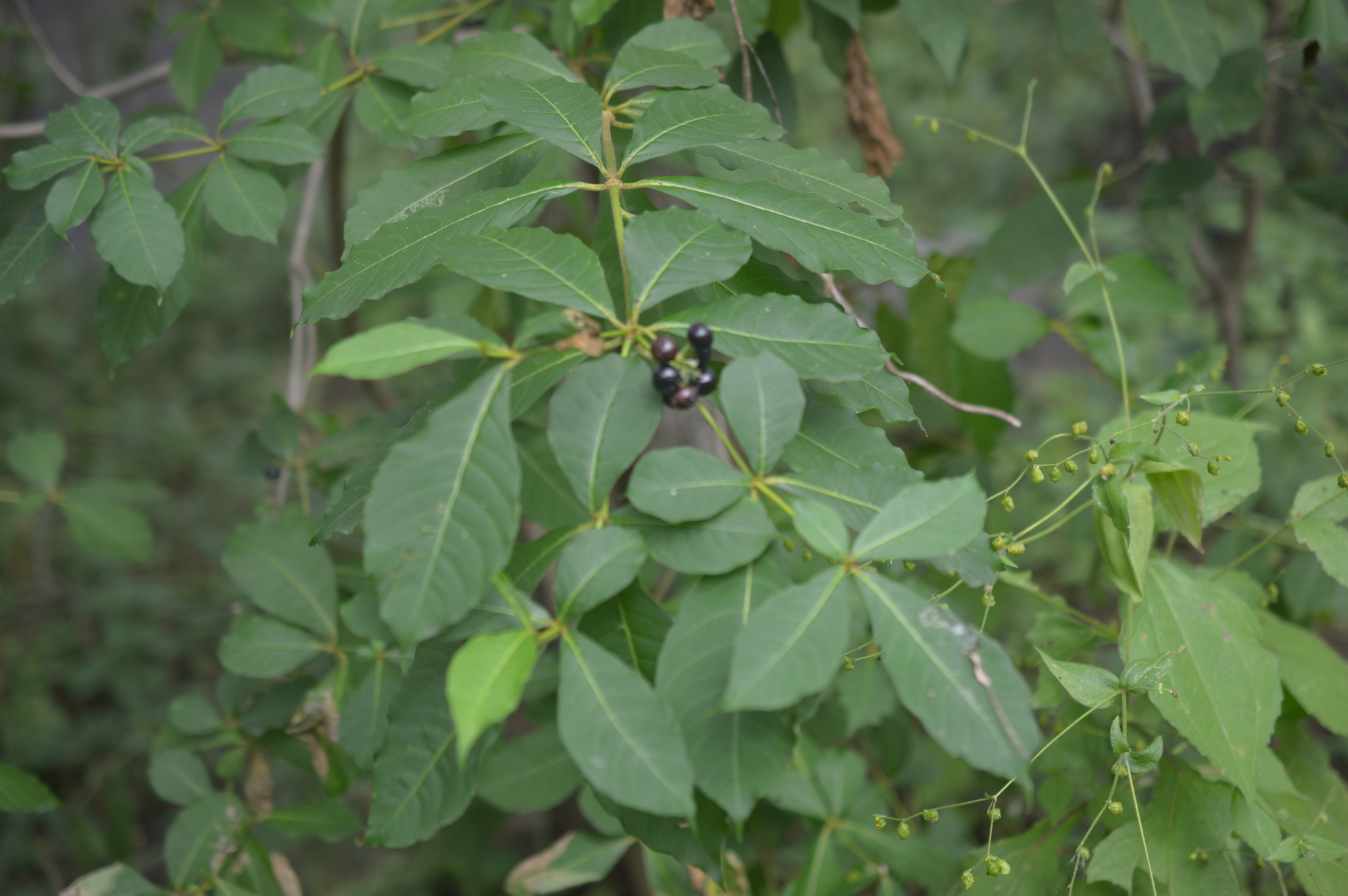 Rauvolfia littoralis image