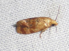 Cochylis bucera