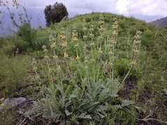 Phlomoides fulgens