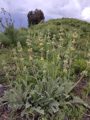 Phlomoides fulgens