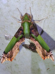Eupanacra busiris