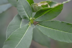 Acacesia