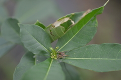 Acacesia