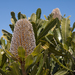 Banksia serrata - Photo (c) sydneydawg2006,  זכויות יוצרים חלקיות (CC BY-NC-ND)