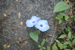 Ipomoea ophiodes