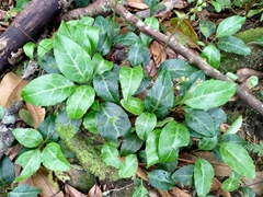 Pyrola alboreticulata