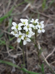 Crucihimalaya bursifolia