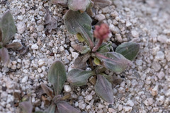 Eriogonum latens