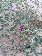 Dalea lanata