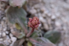 Eriogonum latens