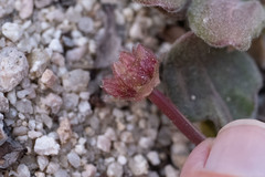 Eriogonum latens