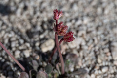 Eriogonum latens