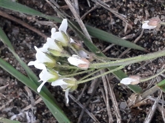 Crucihimalaya bursifolia