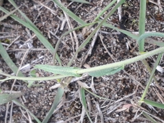Crucihimalaya bursifolia