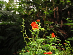 Alonsoa meridionalis