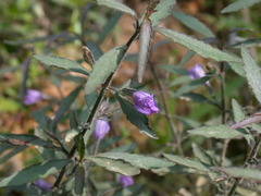 Hygrophila corymbosa