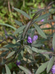 Hygrophila corymbosa