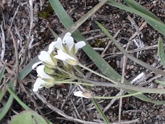 Crucihimalaya bursifolia