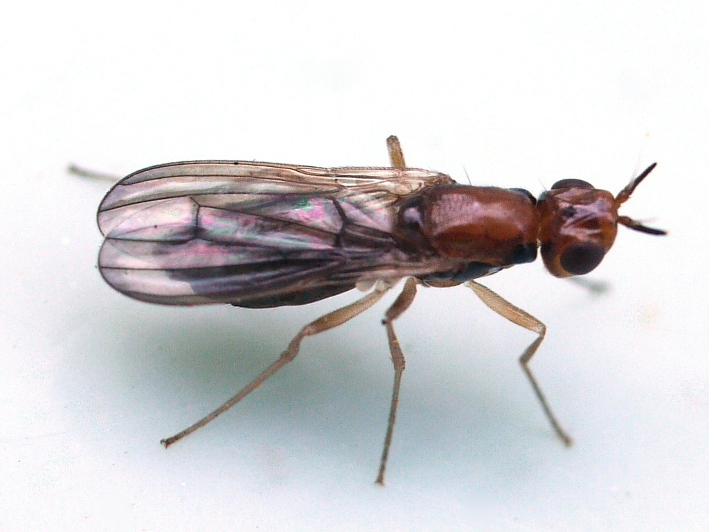 Psila angustata