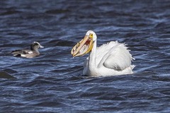 Pelecanus erythrorhynchos
