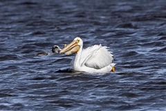 Pelecanus erythrorhynchos