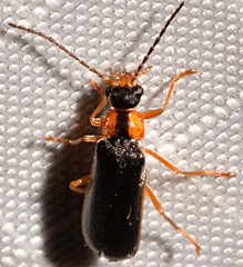 Rhagonycha dichroa