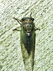 Neotibicen lyricen