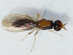 Psila collaris
