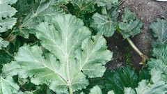 Heracleum sosnowskyi