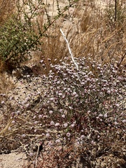 Eriogonum nortonii