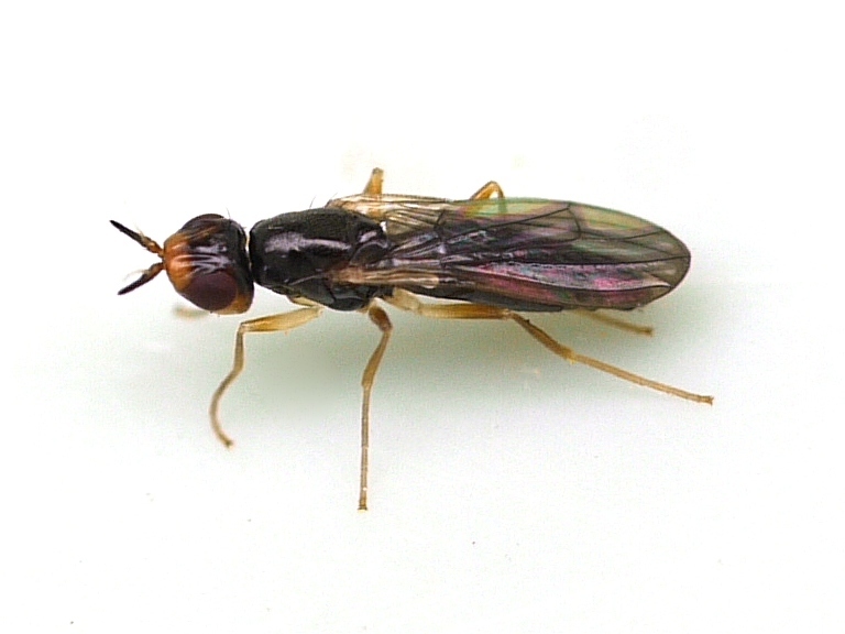 Psila fallax