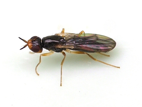 Psila fallax