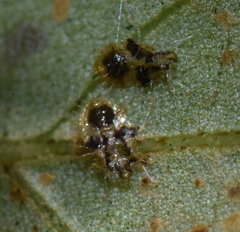 Corythucha floridana