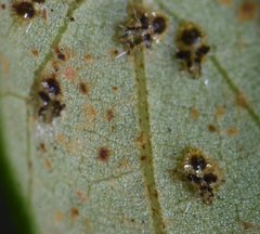 Corythucha floridana