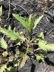 Dracocephalum parviflorum