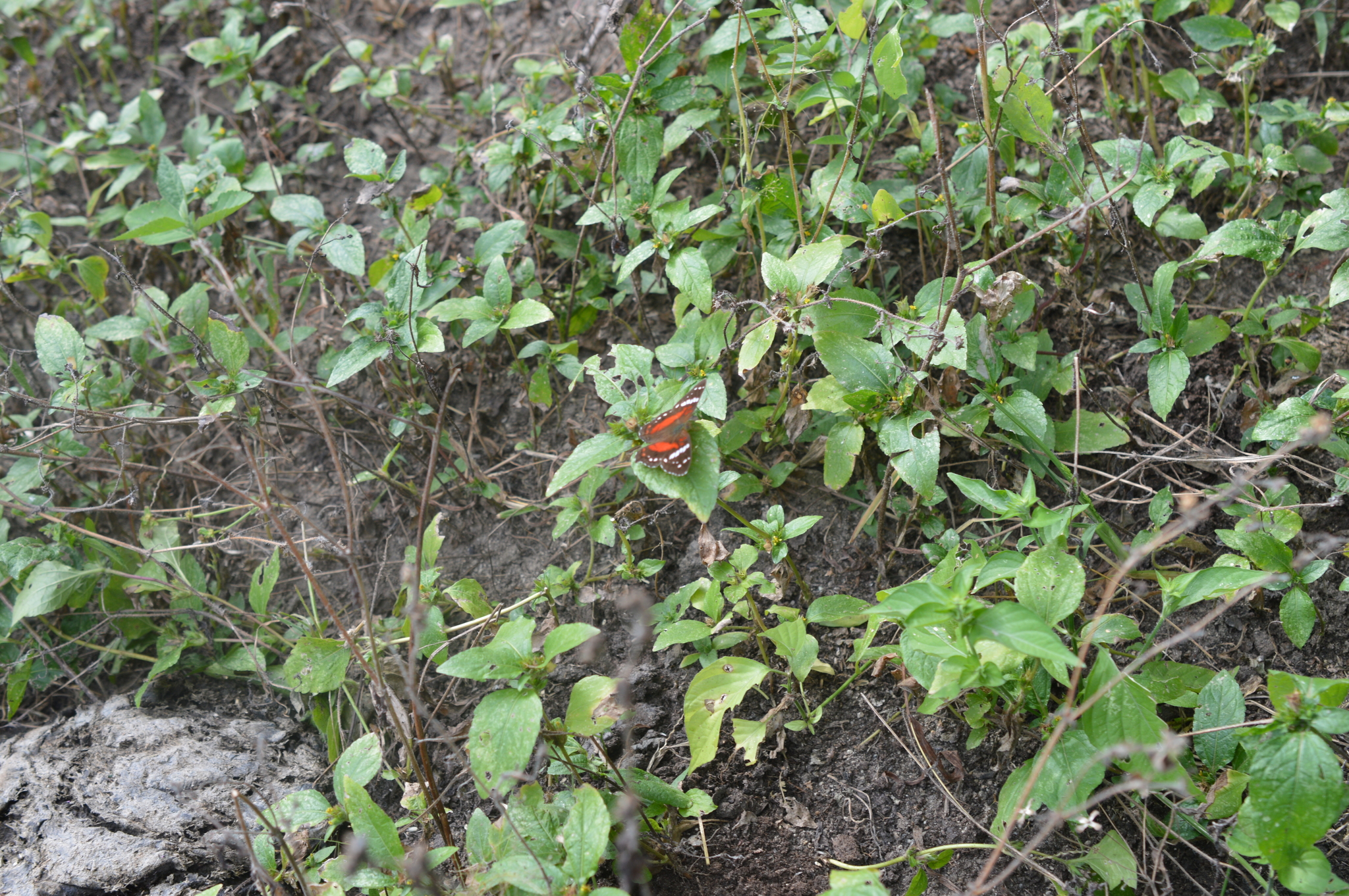 Anartia amathea image