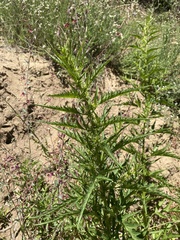 Datisca glomerata