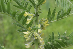 Astragalus sieversianus
