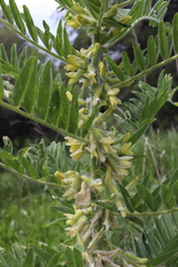 Astragalus sieversianus