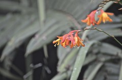 Epidendrum radicans