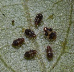 Corythucha floridana