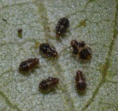 Corythucha floridana