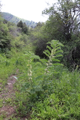Astragalus sieversianus