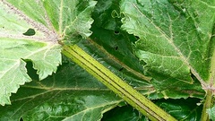 Heracleum sosnowskyi