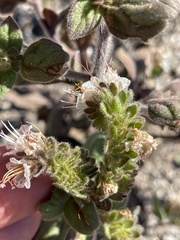 Phacelia grisea