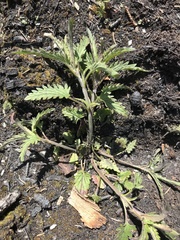 Dracocephalum parviflorum