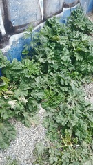 Heracleum sosnowskyi