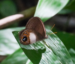 Splendeuptychia quadrina