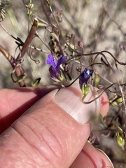 Neogaerrhinum strictum