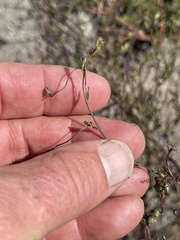 Neogaerrhinum strictum